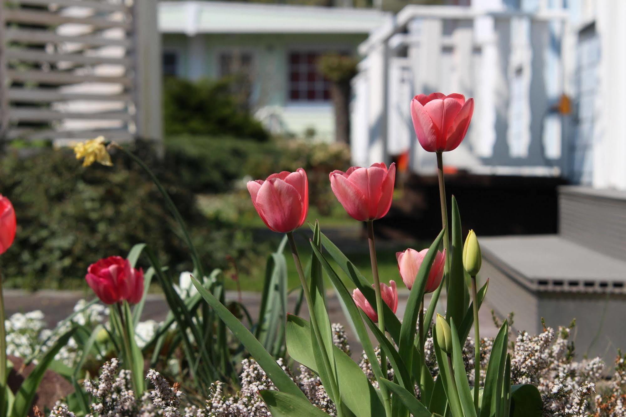 Hotel Dresden Domizil ภายนอก รูปภาพ